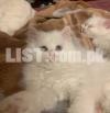 Persian kitten White Blue & Green Eyes