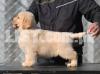 Kcp pedigree Golden retriever imported puppy for sale