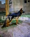 double coated German Shepherd Male 6 month Dog