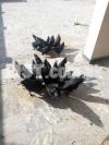 Ayam Cemani , 2 weeks , 3.5 months & 5.5 months Chicks Available