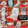 CASH ON DELIVERY High Quality Persian kitten or Persian cat