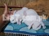 Holland Lop pair nearest 2 month show quality