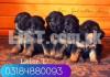 Pure German Shepherd Puppies Male/Female for Sale Only For Family's
