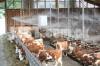 Water mist fog spray system cooling system for dairy poultry cow