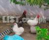 bentum hen eggs available