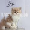 persian cat kitten bi-colour beauties available for sale
