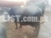 buffalo for sale healthy and milky
