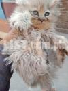 Persian Kitten Furry