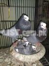 MashAllah All exclusive fancy pigeons with chicks