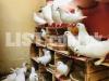 Pigeon ( White King 9 Confirm Breeder Pairs ) Urgent Sale .