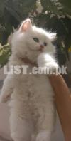 Persian Beutiful Kittens White Color Blue Eyes