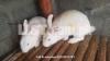 New Zealand White rabbits