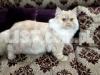 Triple Coated Persian Punch Face CFO Certified Pair (Fawn M/Ginger F)
