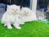 Punch face Persian Kitten's for sale