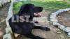 Black Family Labrador for Sale - 10 Months Male