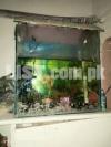 aquarium and 5 fishes  for sell