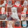 CASH ON DELIVERY High Quality Persian kitten or Persian cat Babies
