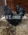 4 Weeks Old Ayam Cemani chicks for sale