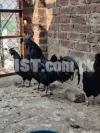 ayam cemani chiks and eggs for sale high quality