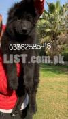 Top Qaulity Black shehperd puppy for sale here
