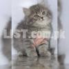 persian cat snow ball triple coated beautie like taddy bears available