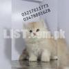 persian cat kitten beauties available in very unique colours