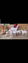 Rajan pori goat for sale 03220984476
