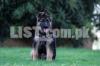 German Shepherd stock coat puppy