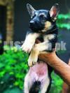 German shepherd gsd puppies for sale male/female