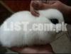 Fancy rabbits / Holland Lop/Pets