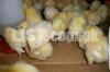 Day Old Broiler chicks - Grow your own organic meat chicken in 30 days