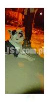 American Pit Bull Terrier Dog | Pit Bull