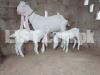 goat for sale 03236650652