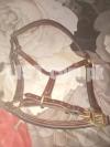 halter Pure leather for sale