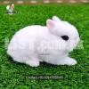 Pet rabbits and bunnies