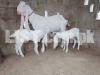 Goat For Sale 03252381661