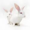 New Zealand White Rabbits For Sale at Wholesale Price - Imported Breed
