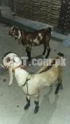 Goat for sale/bakra