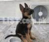 German Shephered Male Puppy for sale