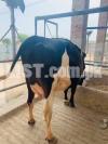 buffalos and australian cross cows available