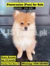 Pomeranian Puppy 2.5months (MALE)