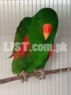 Rose Merry Grand Eclectus Male Electus Final 95