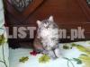Pure persian kittens age 45 days and very playful and active