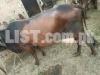 Urgent sale cow Jursi Cross 2nd wara Tazi sui ha
