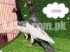 black Danish pigeon lahori sherazi  german line freal 3 cord payer