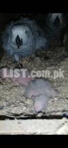 Congo African Grey parrot chicks