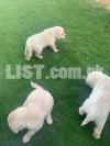 Labrador Female Puppies for sale
