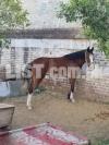 Mare for sale