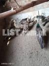 11 month peacocks pathe for sale moor k bache healthy vaccinated