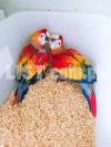 makao parrots for sale 03258389240